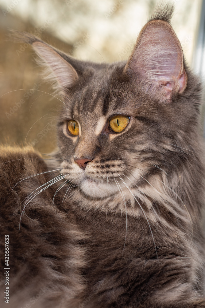 The cat on a windowsill. The beautiful gray maine coon with tassels on the ears is posing.
The cat on a windowsill. The beautiful gray maine coon with tassels on the ears is posing.