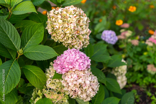 Purple and white flowers in the garden. Beautiful colored hydrangeas close up.