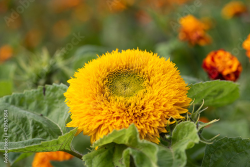 Sunflower in the garden. Beautiful, fluffy, decorative sunflower Teddy Bear on a sunset.	
