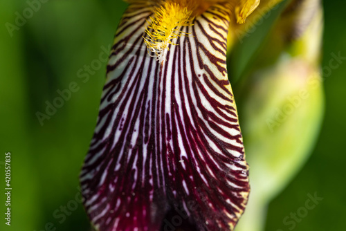 Beautiful maroon petal of Iris. Close-up of a flower. Macro Photography.
