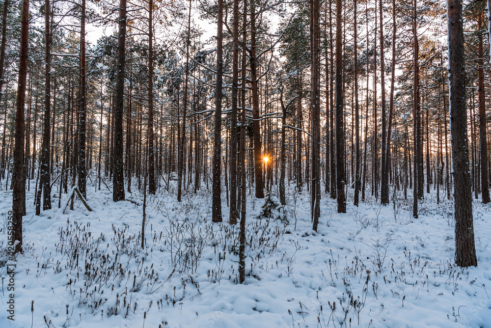 snowy tree branches with white snow and sun snowy tree branches with white snow and sun