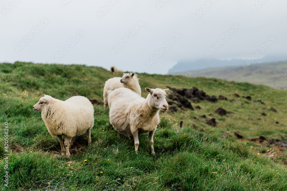 The local Sheep of the Westman Islands, Iceland The local Sheep of the Westman Islands, Iceland