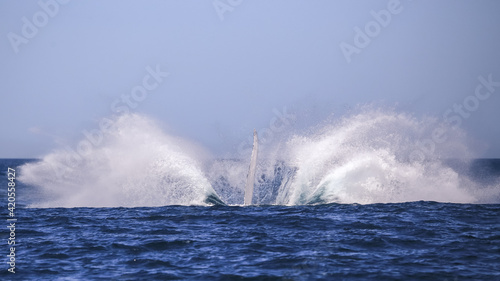 Humpback Splash