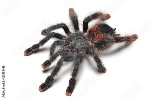 Closeup picture of the common pinktoe tarantula Avicularia avicularia, possibly morphotype 6 (Araneae: Theraphosidae), from Guyana, photographed on white background. photo