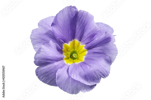 Primula flower, isolated on white. Blue primrose close up. © chamillew