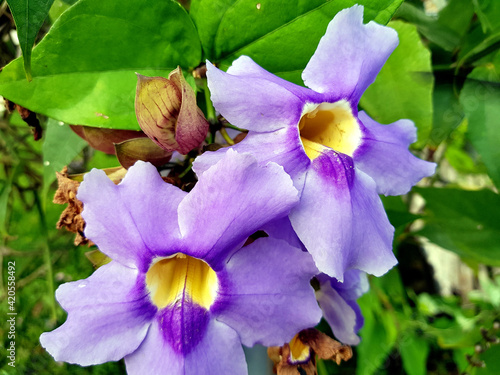 Thunbergia grandiflora is an evergreen vine in the family Acanthaceae. Manaus, Amazon - Brazil photo