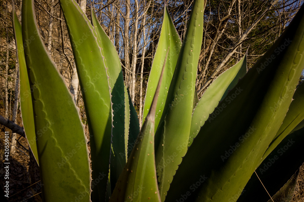 Fototapeta premium agave plant close up