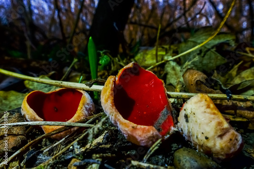 fresh red scarlet cup mushroom in the forest
