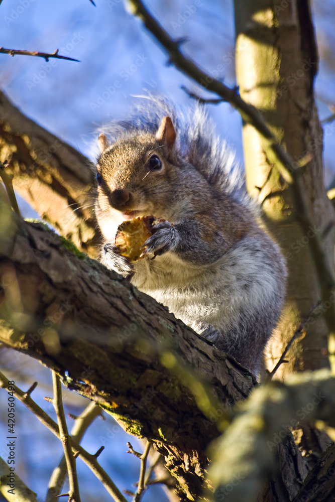 a squirrel on a tree a squirrel on a tree
