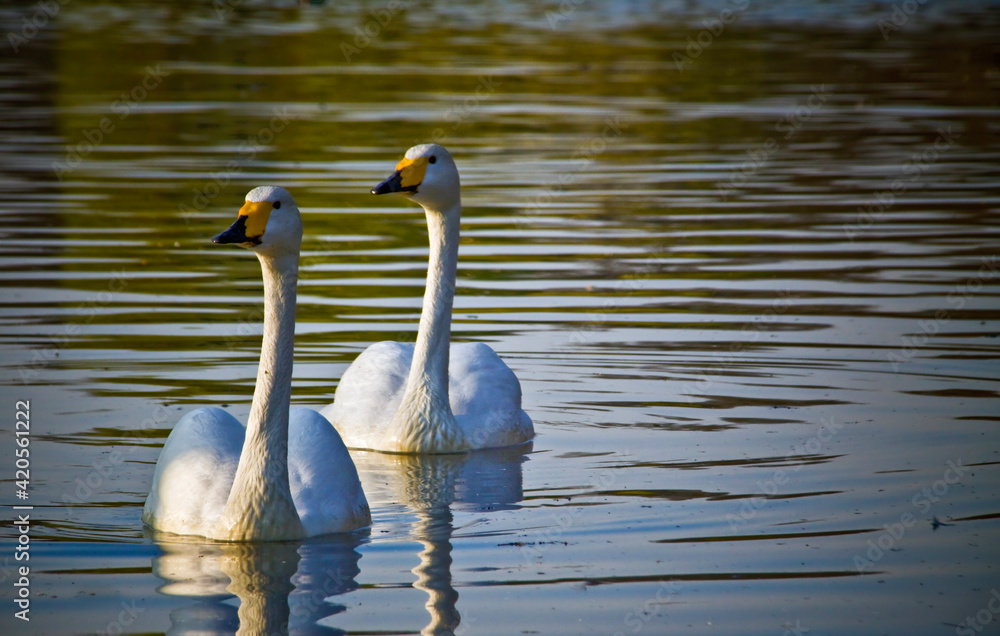 Fototapeta premium A pair of Bewicks swan swimming in a pond.