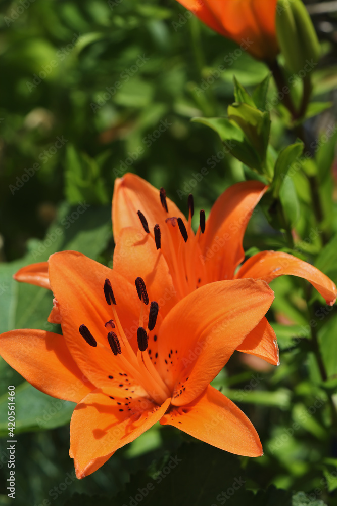 Close-up from the blossom of an orange lily (Lilium Bulbiferum).