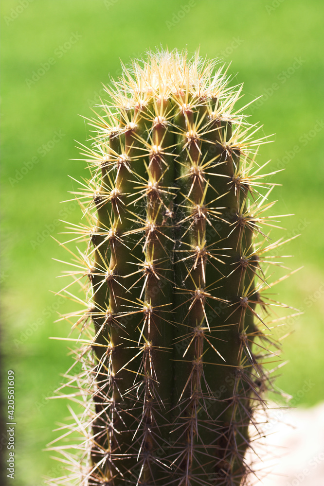 cactus cactus