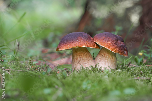 Two mushroom boletus edulis in the forest