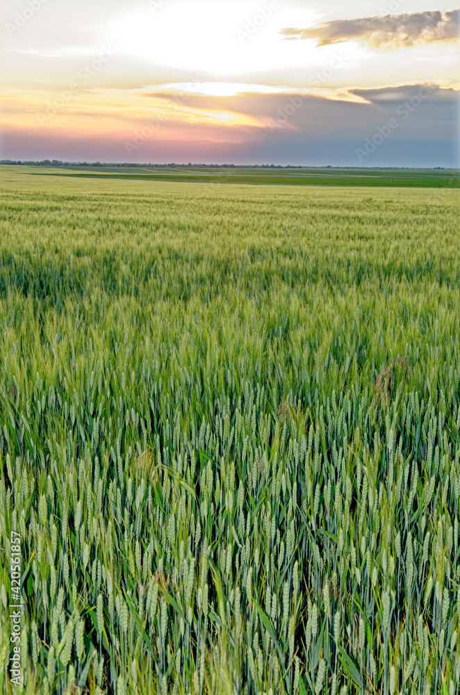 Ripening crop of wheat growing in a field