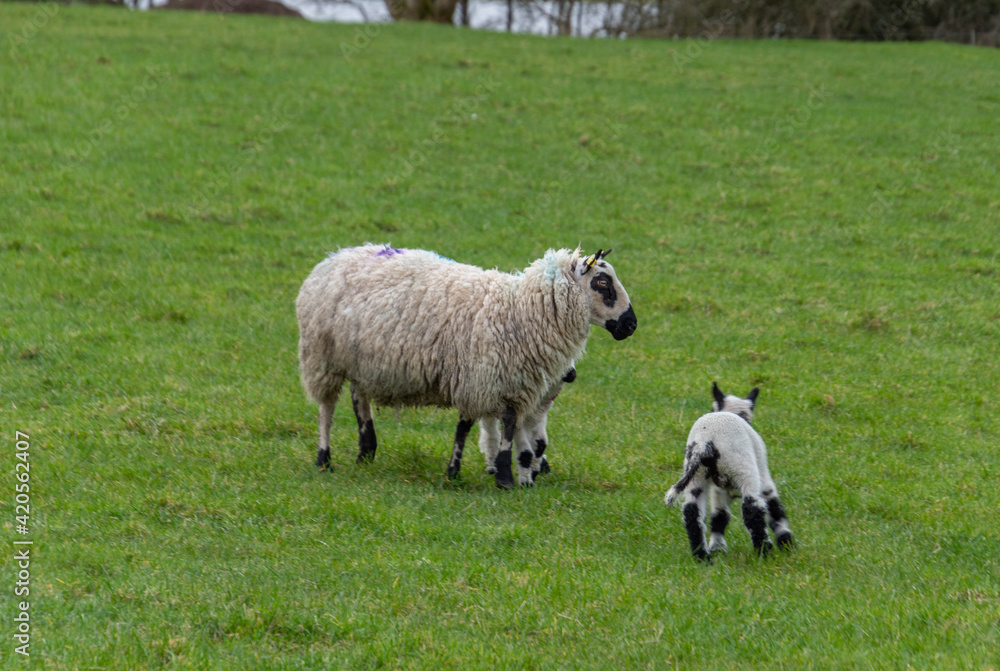 Female sheep with newborn lamb in lush green meadow in Spring Time. Female sheep with newborn lamb in lush green meadow in Spring Time.