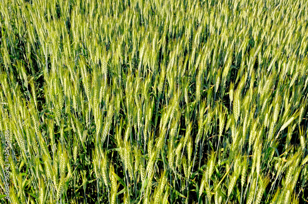 Fototapeta premium Ripening crop of wheat growing in a field