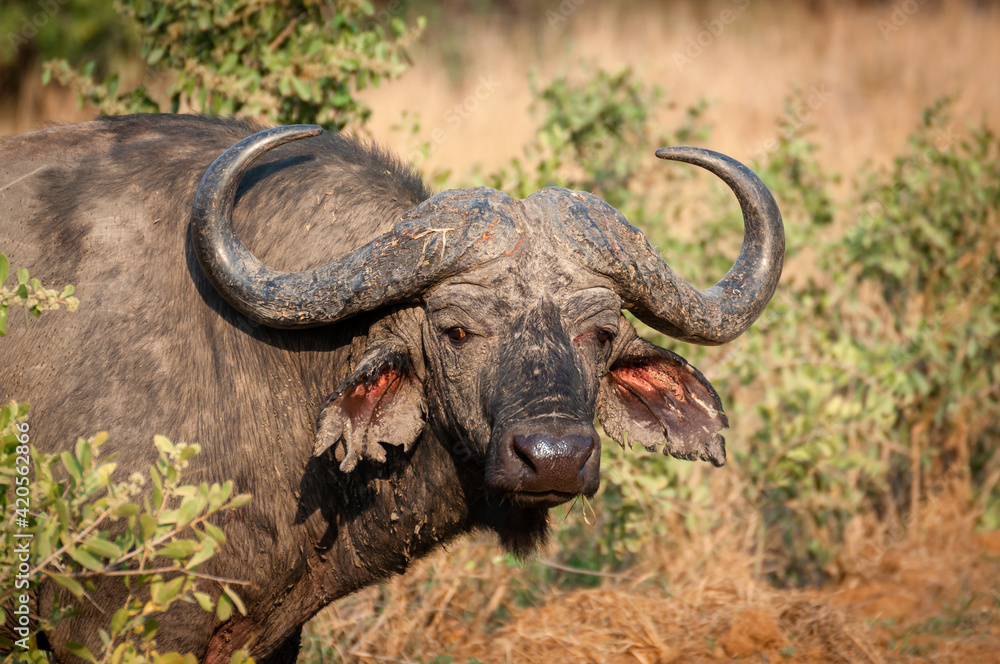 Solitary Old Cape Buffalo Bull in the bush. These solitary older male buffalos are sometimes referred to as “Dagga Boys”. Kruger National Park, South Africa. Solitary Old Cape Buffalo Bull in the bush. These solitary older male buffalos are sometimes referred to as “Dagga Boys”. Kruger National Park, South Africa.