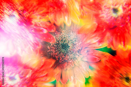 Orange-red Gerbera flowers