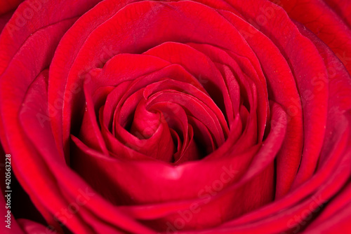 close up of red rose petals