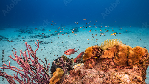 Blackbar Soldierfish in coral reef of Caribbean Sea, Curacao photo