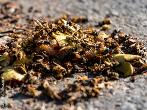 many wasps on the road, close-up