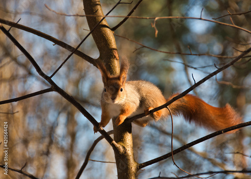 A squirrel in her red coat with a gray tint on the thin twigs of a young forest tree in the contrasting light of a sunny spring day. © Alexander Korotkov