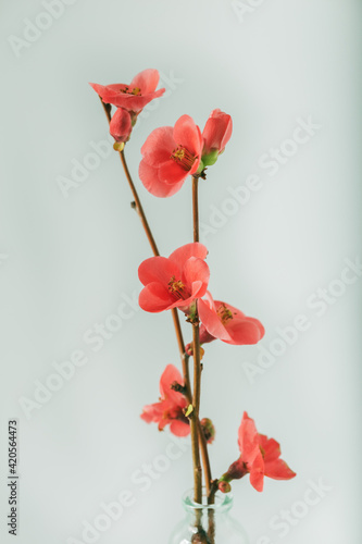 Plum blossems in little glass vase. Soft pastel colors. Flower background. photo