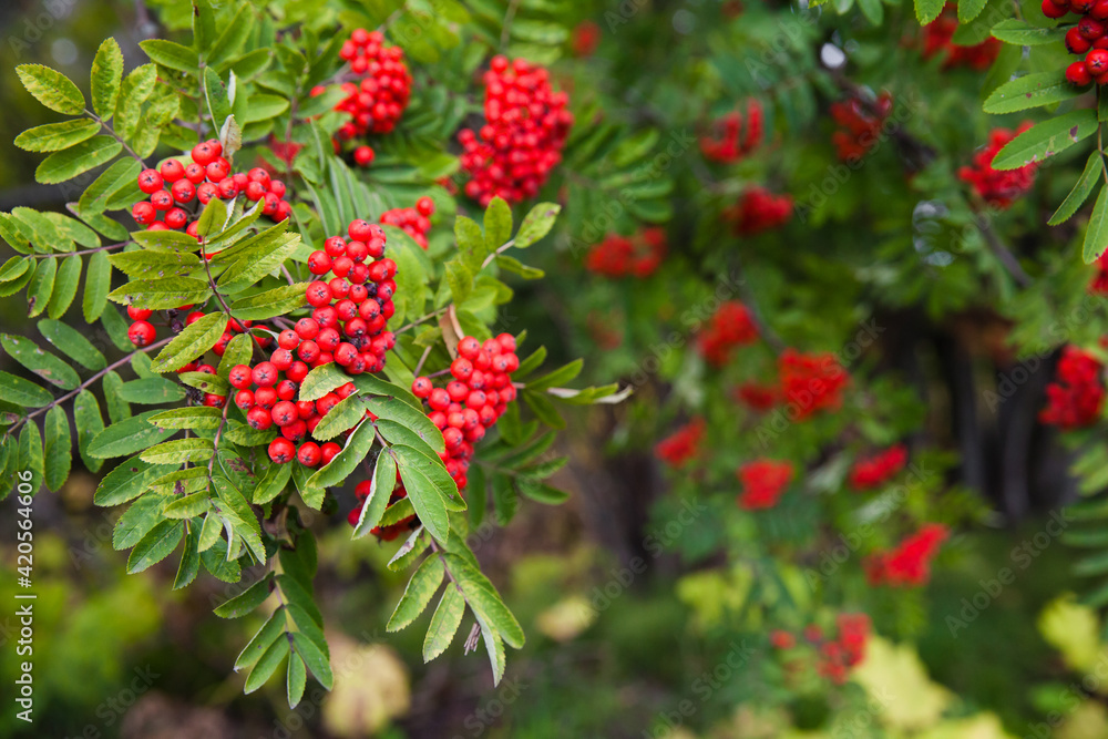 Rowan berries on rowan tree. Sorbus aucuparia. Rowan berries on rowan tree. Sorbus aucuparia.