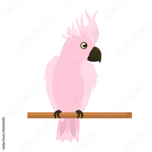 vector illustration of a pink cockatoo parrot sitting on a branch. Isolated on a white background