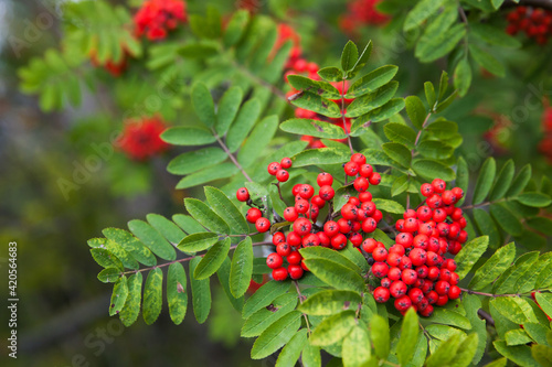 Bild auf Leinwand Rowan berries on rowan tree. Sorbus aucuparia.