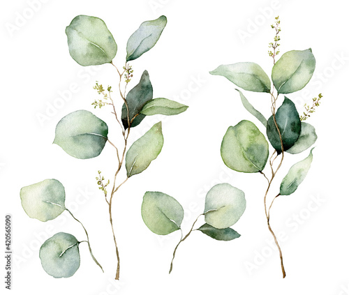 Watercolor floral set of eucalyptus seeds, branches and leaves. Hand painted silver dollar eucalyptus isolated on white background. Illustration for design, print, fabric or background.