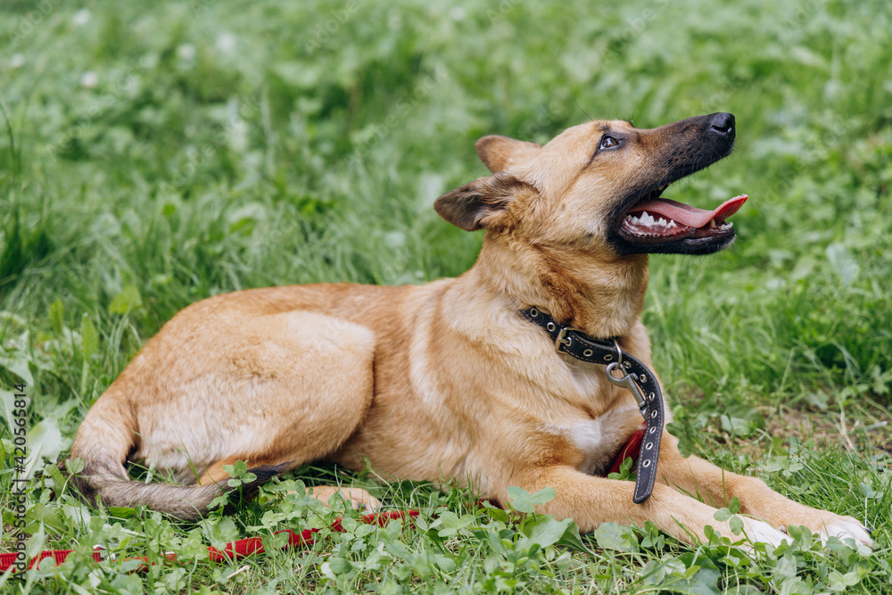 Pet training outdoor Pet training outdoor