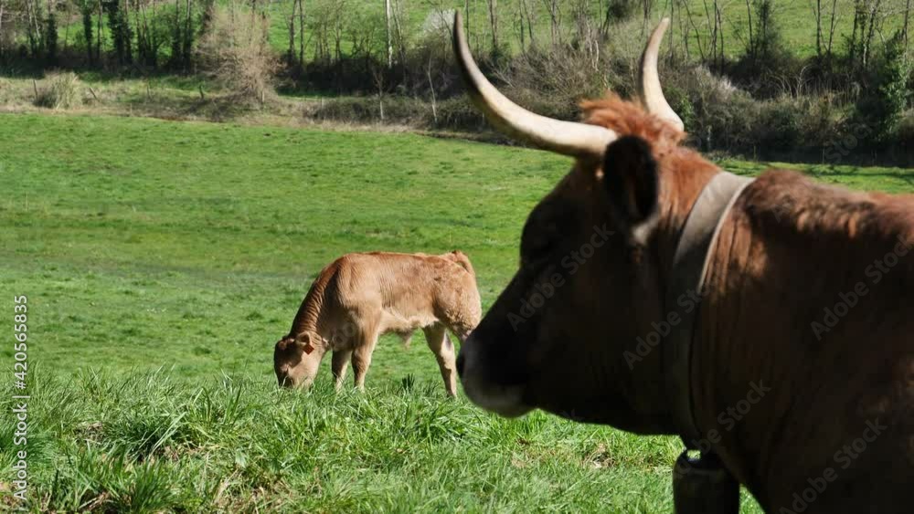 Asturian calf in semi-freedom with the mother in the foreground. Organic food and meat concept Asturian calf in semi-freedom with the mother in the foreground. Organic food and meat concept