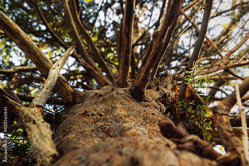 View from the bottom of the tree. Young branches in Spring time. Tree crown.