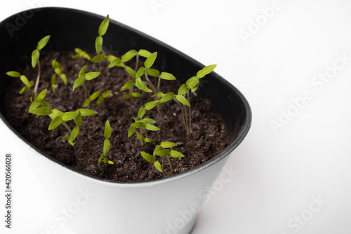 Photo of a large pot with tomato sprouts planted indoors over white background.