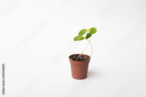 Photo of a baby plant in a small brown plastic pot over white background.