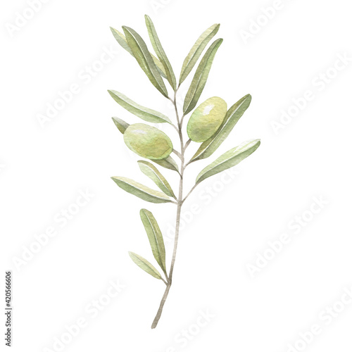 Olive branch. Watercolor drawing. The isolated object on a white background.
