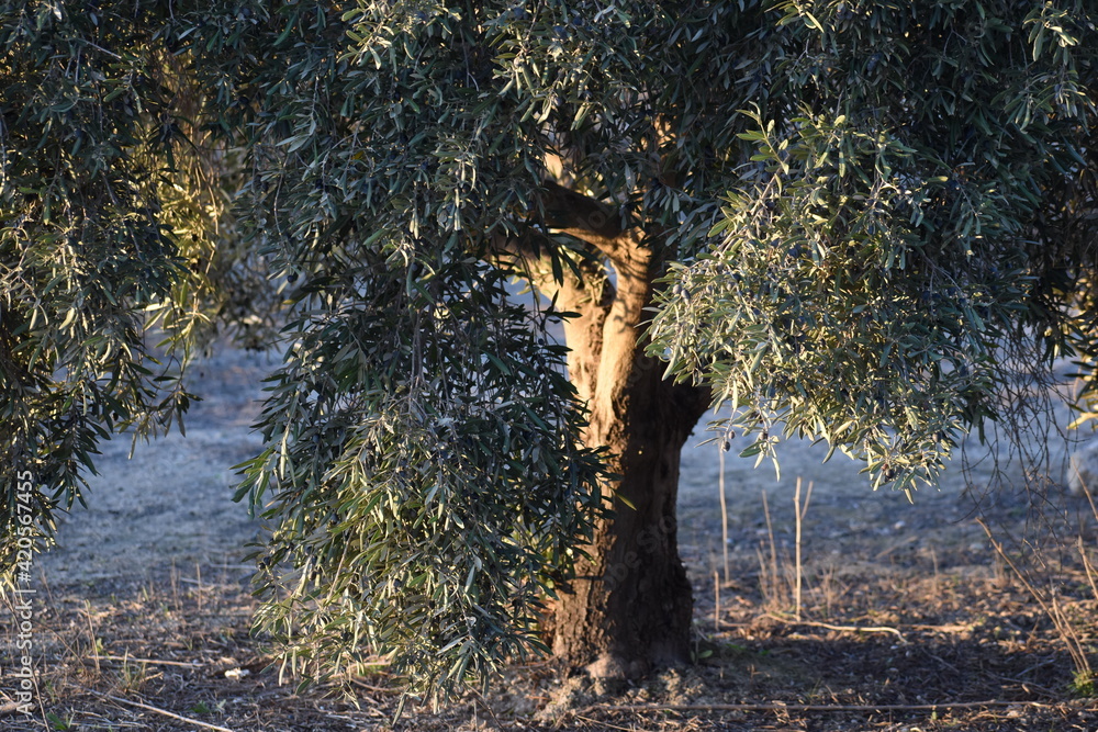 ARBOL DE OLIVO EN LA NATURALEZA Stock Photo | Adobe Stock