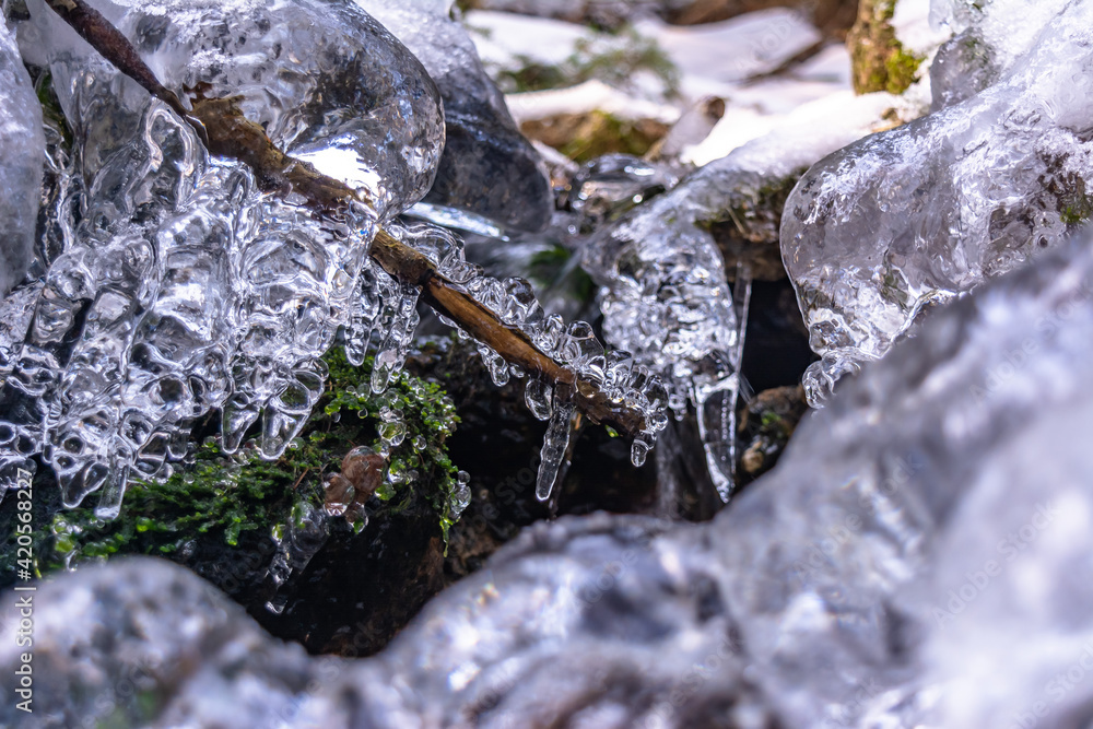 Iced Grass Plants Under Ice And Snow Iced Grass Plants Under Ice And Snow