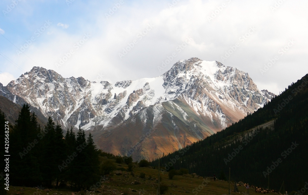 Mountain landscape on a sunny. Snowy peaks, a mountain gorge with green grass and trees. Kyrgyzstan, Tien Shan. Kyrgyz Alatoo mountains, Tian-Shan, Ala-archa, Kyrgyzstan. Mountain panorama. 