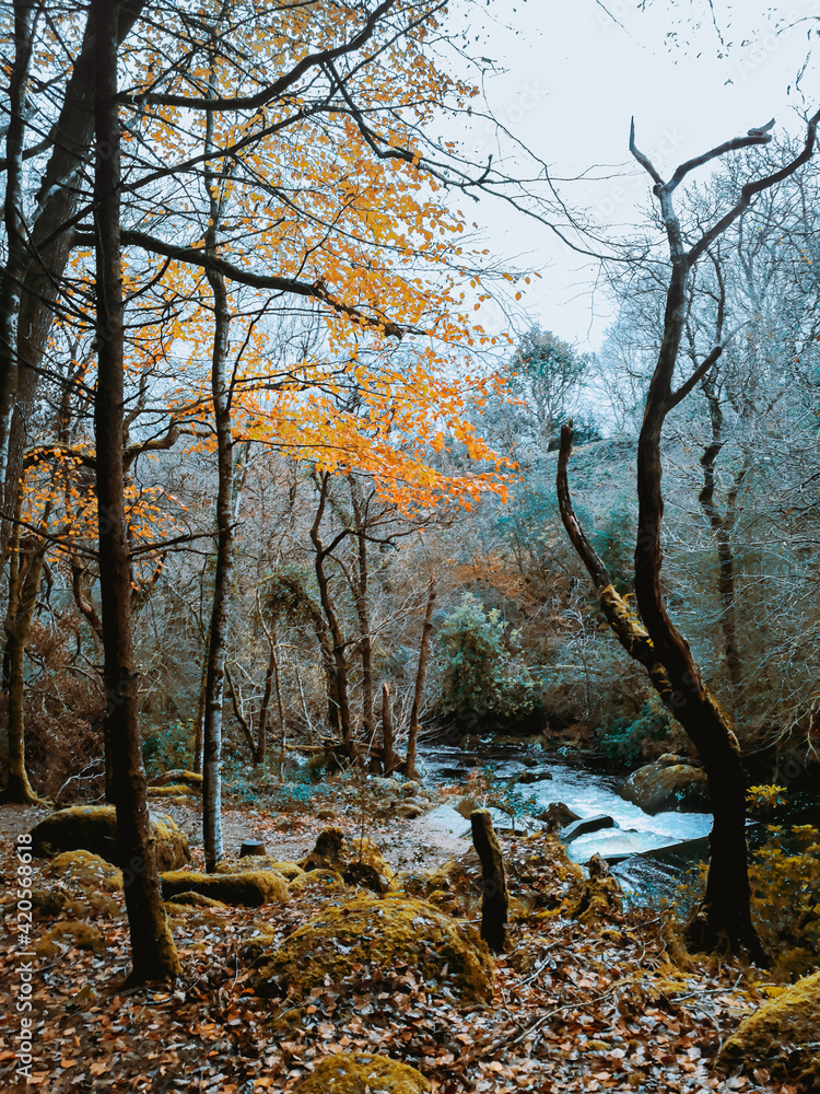 A slow river flowing below the fall forest, Dartmoor National Park A slow river flowing below the fall forest, Dartmoor National Park