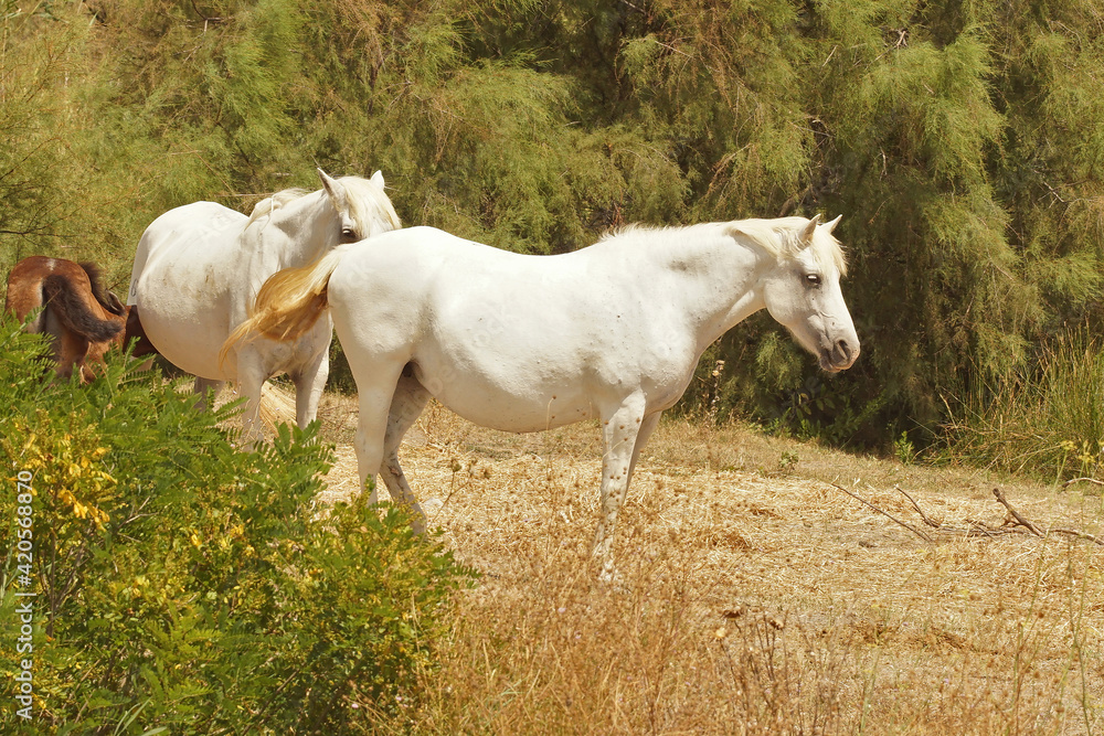 Two grey-white adult female of one of the more ancient horsebreeds , the Camargue horses race, out in the prairie Two grey-white adult female of one of the more ancient horsebreeds , the Camargue horses race, out in the prairie