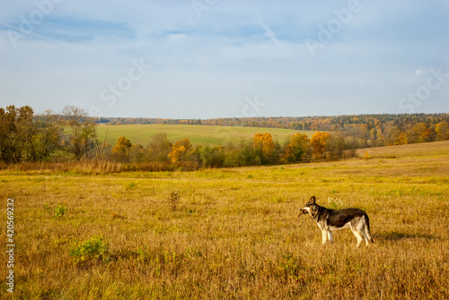 Fototapeta Naklejka Na Ścianę i Meble -  The East European Shepherd stands in the field. Beautiful autumn landscape of golden autumn.