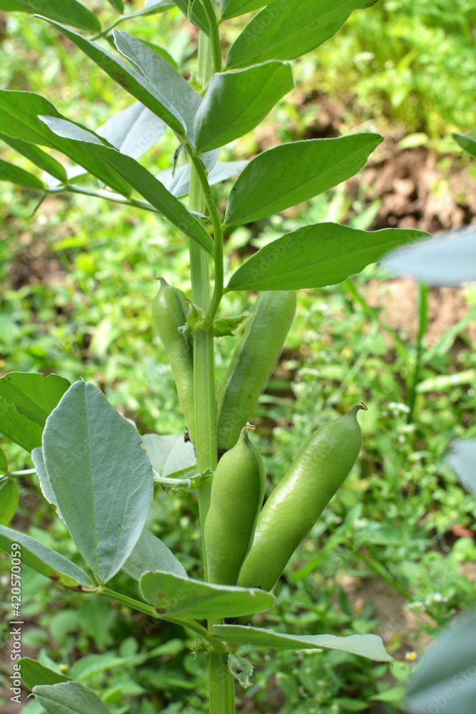 On the stem of the bean (Vicia faba) ripen pods On the stem of the bean (Vicia faba) ripen pods