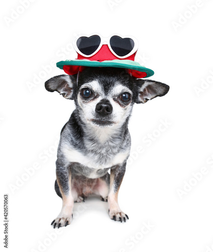 cute chihuahua dressed in a costume studio shot isolated on white © annette shaff
