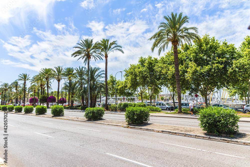 Palma de Mallorca famous marina Carrer Del Moll, and palm trees promenade.