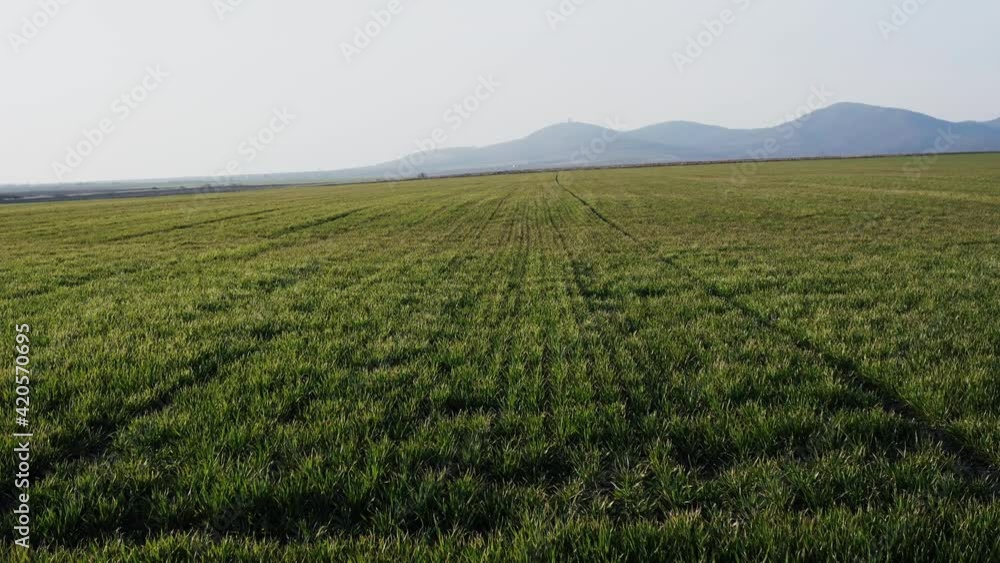 flight over a field of young green grain with the slopes of the hill in the background flight over a field of young green grain with the slopes of the hill in the background