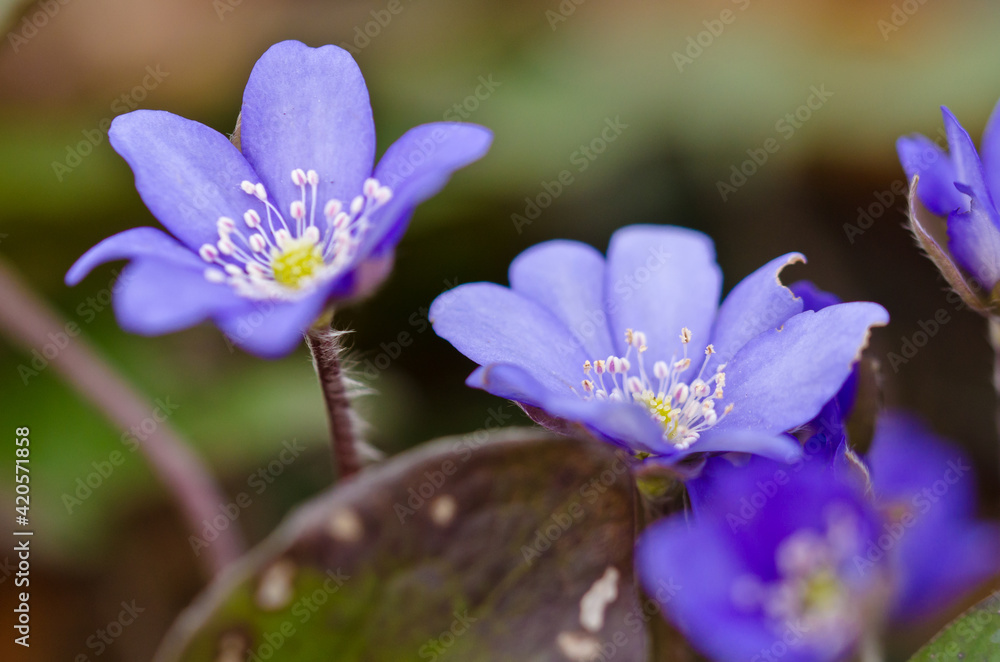 A group of beautiful small violet liverleafs, hepatica, in spring in a forest A group of beautiful small violet liverleafs, hepatica, in spring in a forest
