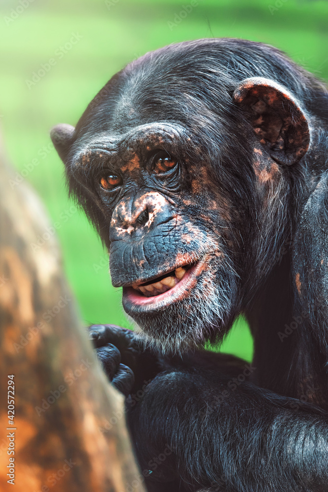 portrait of a chimpanzee