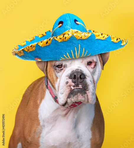 studio shot of a shelter dog on an isolated background wearing a costume © annette shaff